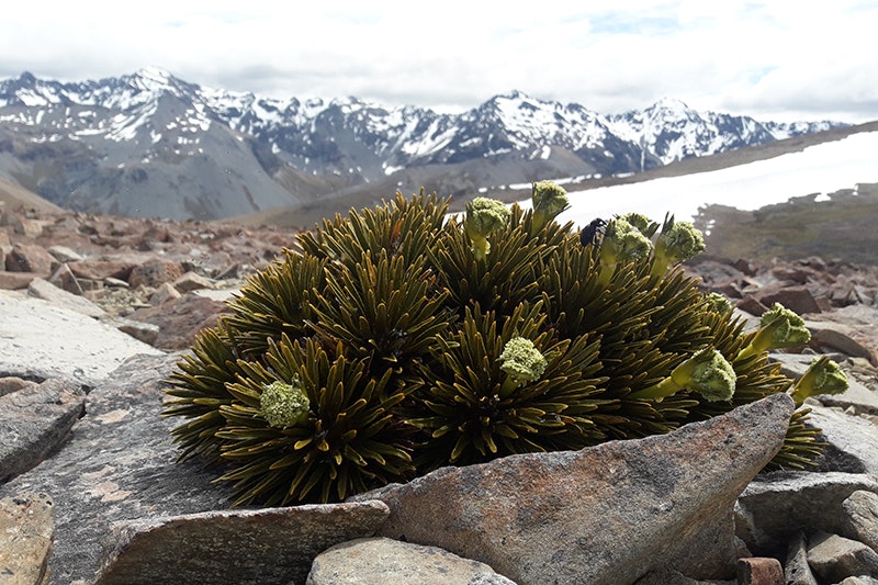 Clumps of flowers on a spiky bush high up in the snowy mountains.