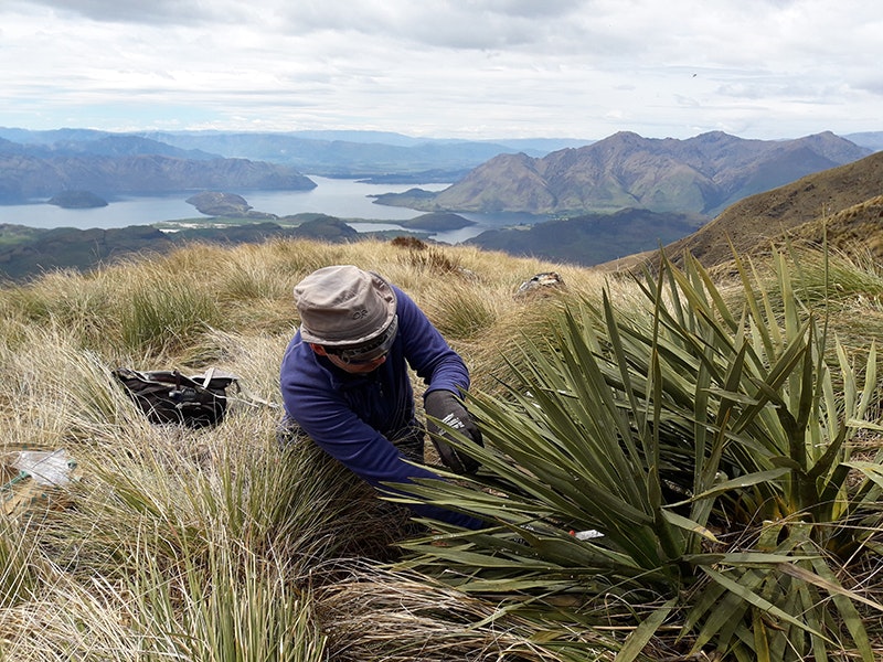 A man in safety goggles, gloves and a hat is lying next to a spiky plant on top of a mountain. He is taking a specimen.