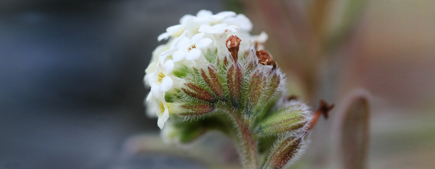 A white flowering plant with a blurred background