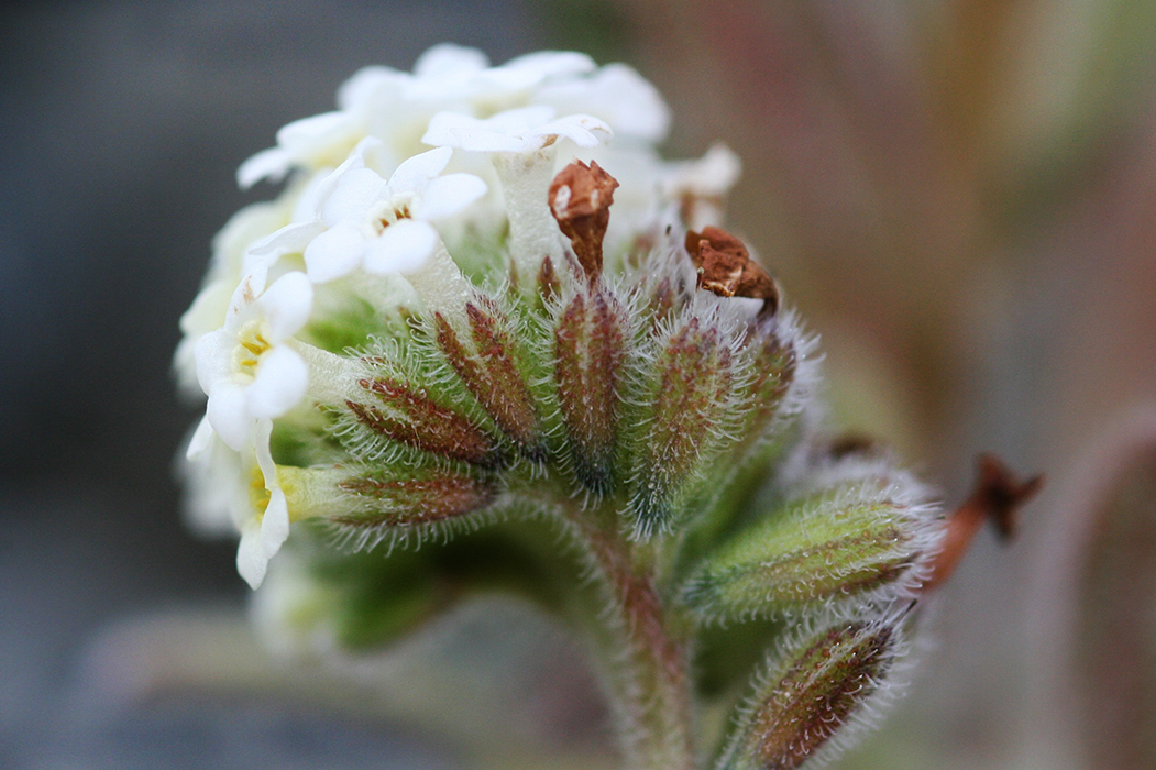 A clump of white flowers on a stalk with a blurred background.