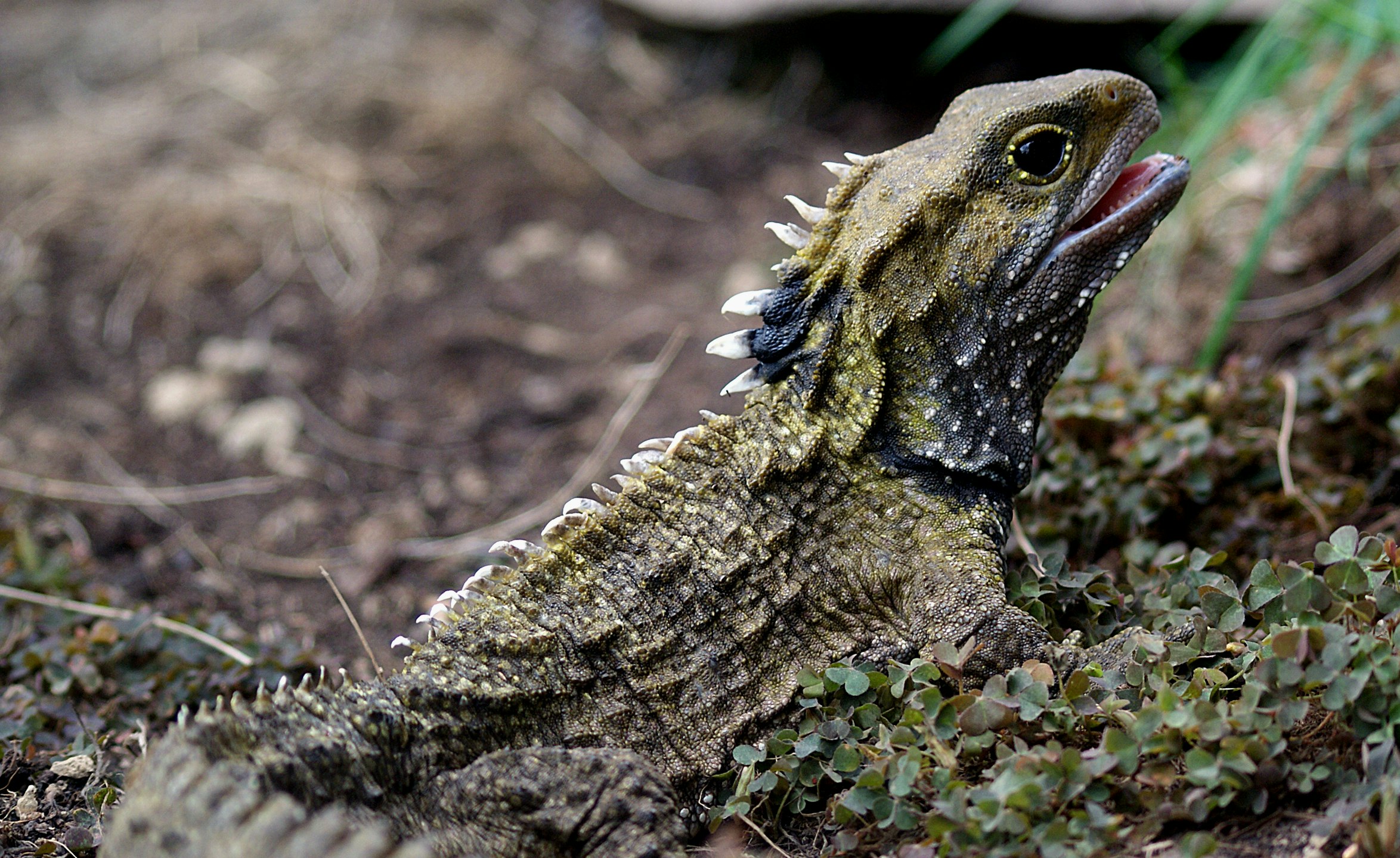 A lizard-like reptile with white spines on its back and head is standing on rocks and moss.