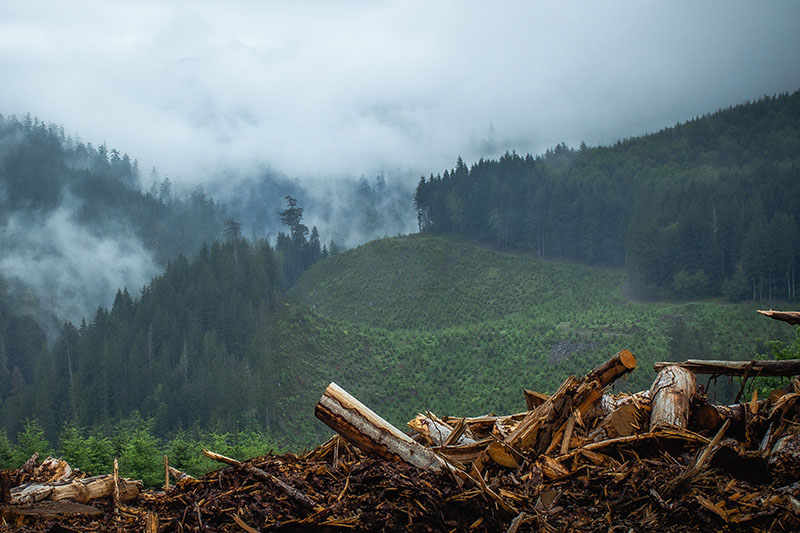 View of a pine forest shrouded in cloud. In the foreground of the photo is the remains of cut down trees, a mess of logs and debris