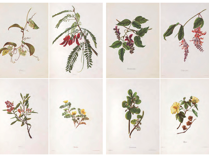 Page 34 and 35 of Flora double-page spread. Eight watercolour paintings of flowers set out in a grid of 4 and 4.