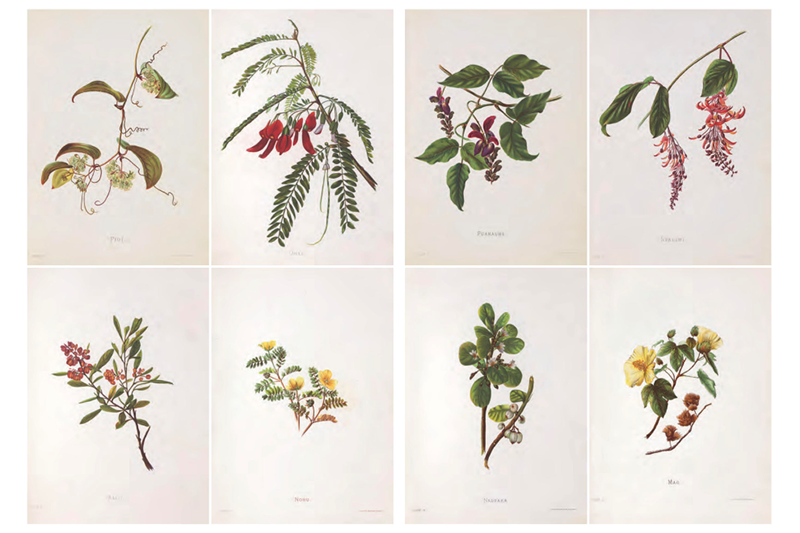 Eight watercolour paintings of flowers set out in a grid of 4 and 4.