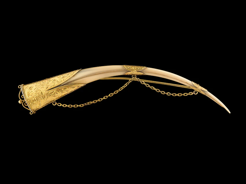 A long, thin beak encased in gold at each end, with a gold chain joining each end on a black background