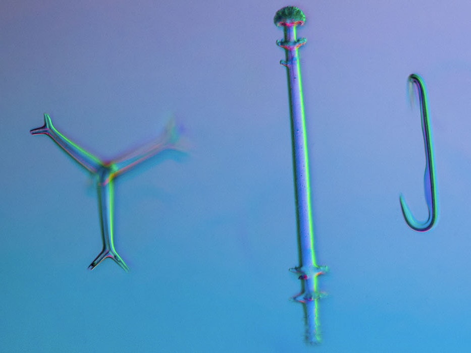 Wayne Barrar, ‘Porifera, (type) 5 forms, from Oamaru.’ From a slide by Klaus D. Kemp, 2013, 2013, colour pigment print. Courtesy of Wayne Barrar Microscopic photo of five sponges: one is shaped like an X; a three-bladed windmill; an enoki mushroom; a fish hook; and a little explosion