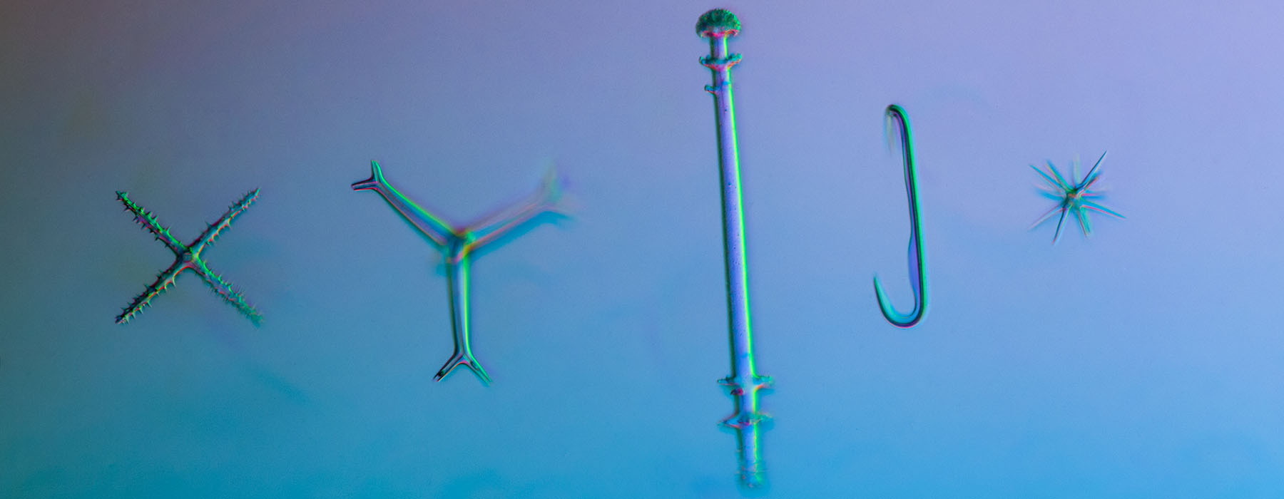 Microscopic photo of five sponges: one is shaped like an X; a three-bladed windmill; an enoki mushroom; a fish hook; and a little explosion