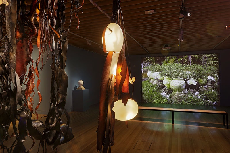 View of a gallery space. It is dimly lit. In the foreground hangs large pieces of kelp lit by a rainbow of neon lighting. In the background, projected onto the wall, is a video work comprising of many ceramic pots housing plants the are outgrowing them