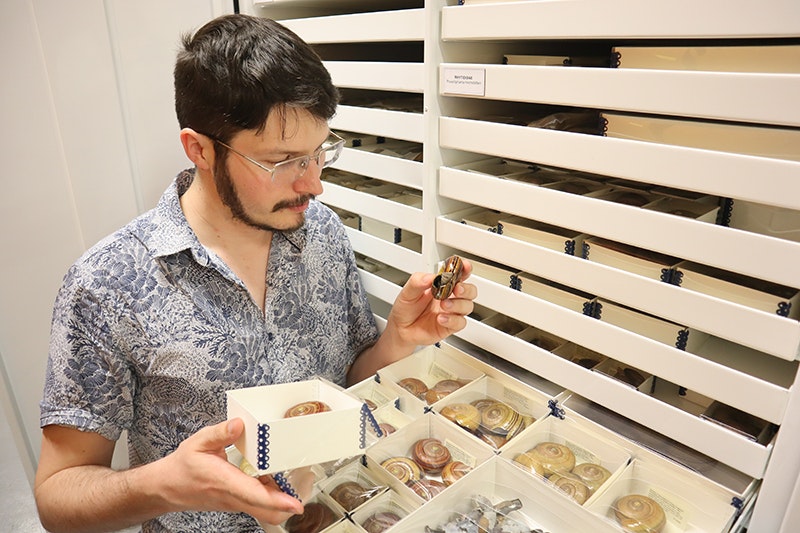 A man is holding a snail shell in one hand and a the box it belongs in in the other hand. There is a drawer of similar boxes with snail shells beside him.