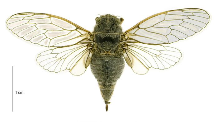 On a white card is a thick, green High Alpine cicada that captures the whole picture. Its see-through wings are spread out and they have a green outline.