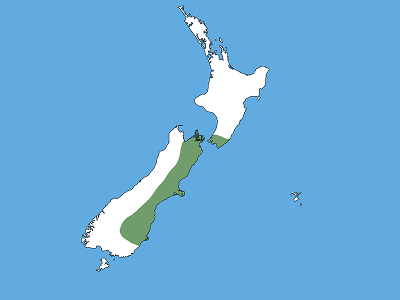 A map of Aotearoa New Zealand with a blue background. Most of the North Island is white with the lower Wellington area being green, and most of the South Islands and other islands are white, with the east coast shaded green.