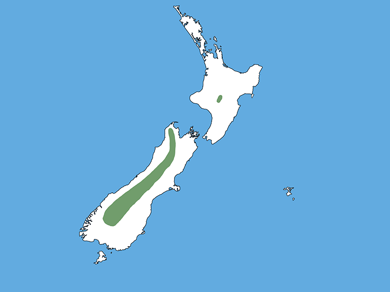 A map of Aotearoa New Zealand with a blue background. Most of the country is white except for a green spot in the middle of the North Island and a long green strip that follows the Alps in the South Island.