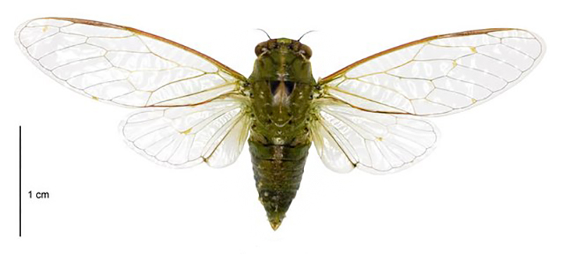 Against a white background is a green Dugdale’s cicada with its wings spread. The cicada captures the whole picture, it has brown eyes and the wings have a light brown edge.