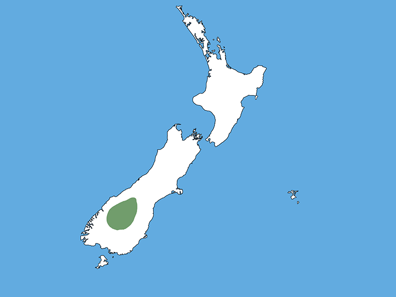 A map of Aotearoa New Zealand with a blue background. Most of the country is white apart from a piece of green in the lower middle South Island.