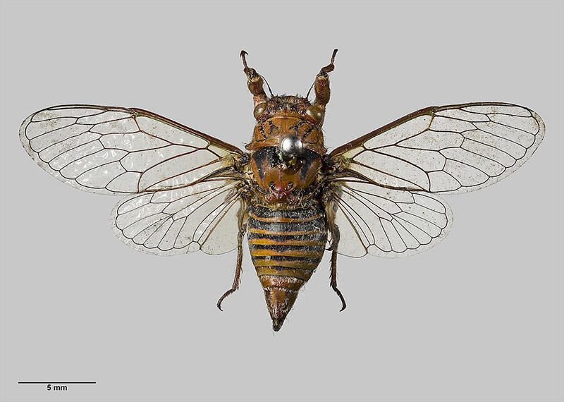 This close-up portrays an Iolanthe cicada which has a brown body with black marks on its back. You can see the cicada from a bird's eye view and its transparent wings are spread which have brown edges.
