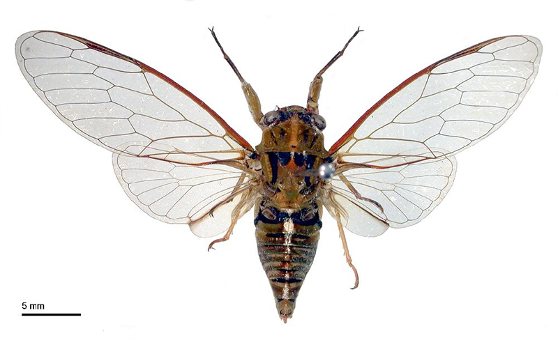 In front of a white background is a brown Lane’s cicada with black marks on its body that captures the whole picture. You can see the cicada from above and its wings are outstretched and have brown edges.
