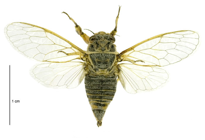 A green Linsay’s cicada with yellow marks on its back is portrayed from above. The transparent wings have a light green and yellow frame and they are spread.