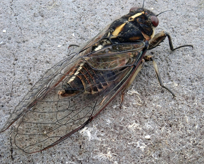 This Chathams cicada is viewed from behind and sits on a grey ground, its body is black, has brown marks and has a yellow and white stripe on its back. The transparent wings are closed and have a black outline.