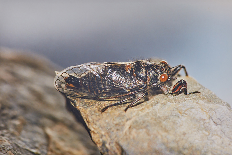 Sitting on a light grey stone is a black Myer’s cicada with light brown eyes and light brown marks on its back. Its shut wings have a black outline and they nearly extend behind its body.