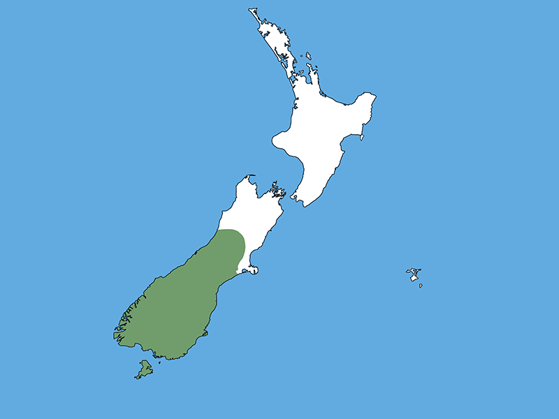 A map of Aotearoa New Zealand with a blue background. The North Island and the top third of the South Island and the Chatham Islands are white, the rest of the South Island and Stewart Island is green.