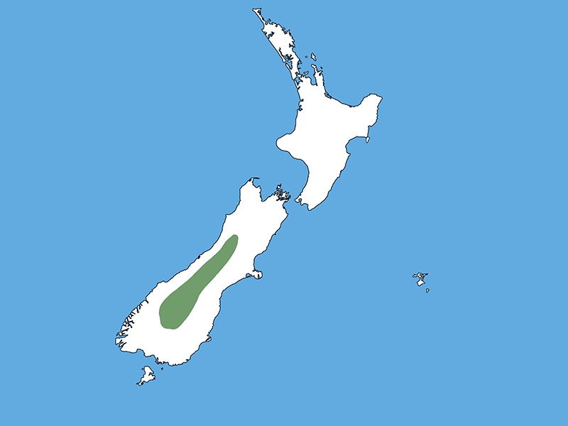 A map of Aotearoa New Zealand with a blue background. The entire country is white except for a long green strip in the South Island.