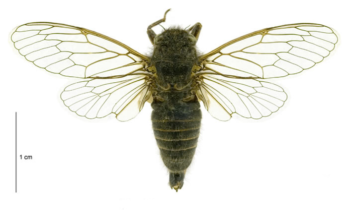 The Greater Alpine Black cicada has a hairy dark green body and is in front of a white background. The cicada is seen from above and its spread transparent wings have a light green frame.
