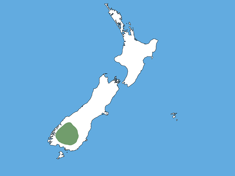 A map of Aotearoa New Zealand with a blue background. The entire country is white except for a green patch in the lower South Island.
