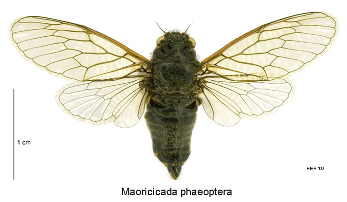 This close-up shows a bird's eye view of a Southern Dusky cicada, its hairy body has a dark green colour and it has big yellow eyes. The wings are transparent, spread and have a green-yellow outline.