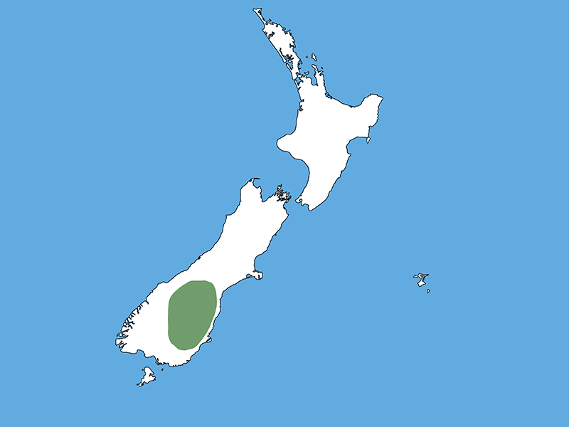 A map of Aotearoa New Zealand with a blue background. Most of the country is white with a green patch on the lower third of the South Island.