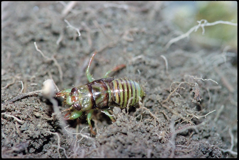 A small cicada sits on a piece of dirt which is in the center of the picture. Its tiny body has a green color with brown spots on its back.
