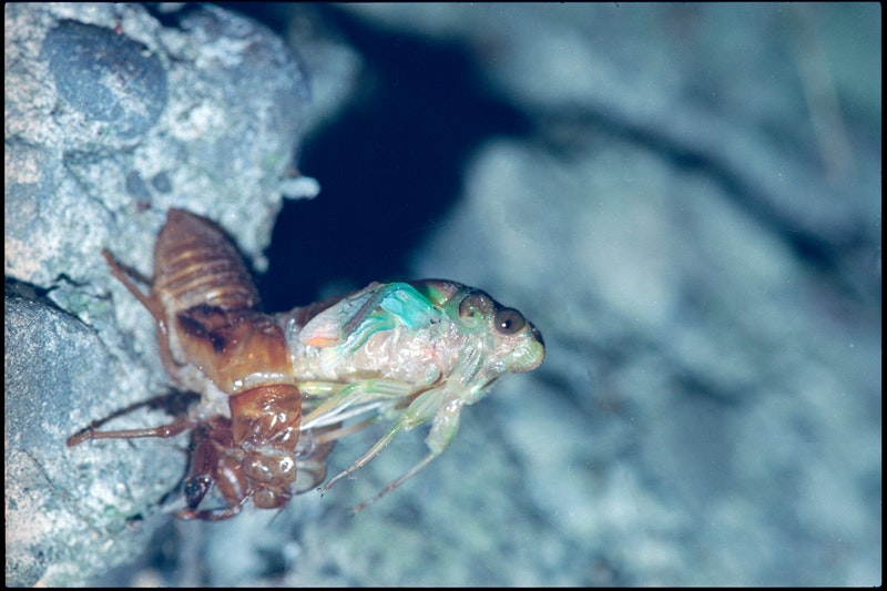 This cicada is in the process of transforming and emerging from its cast-off pupa skin. The cicada is rather small and emerges on a grey stone, the background is blurred.