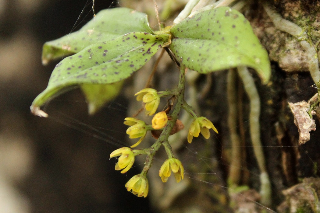 A small flowering plant on the side of a tree. The flowers are yellow.