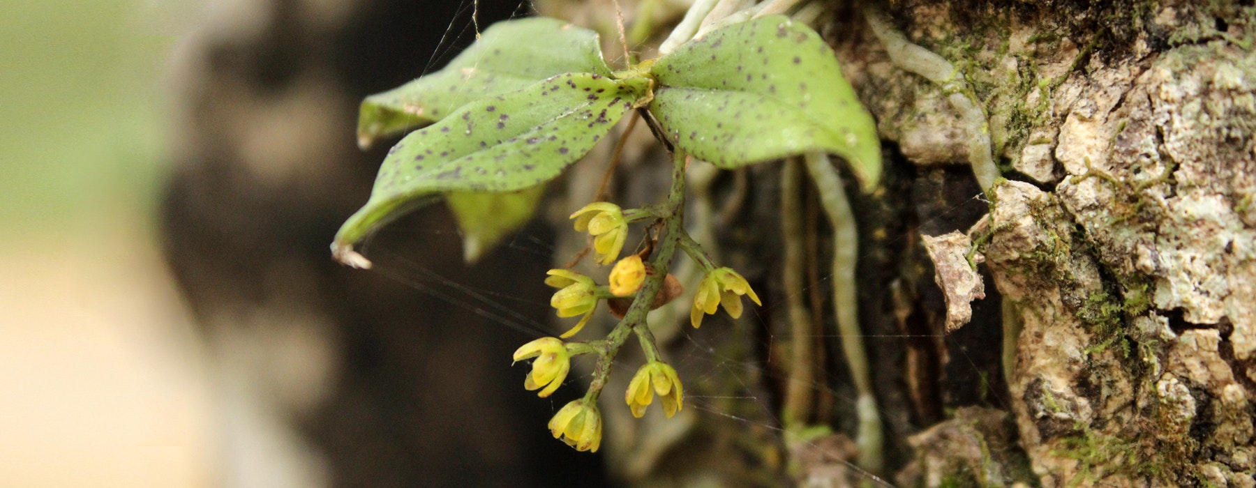 A small orchid plant growing on the side of a tree with tiny yellow flowers