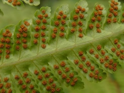 Clusters of spore-making capsules on the underside of the frond of Pleocnemia leuzeana. Photo Leon Perrie. Te Papa The underside of a fern frond with orange spore spots in patterns covering it.