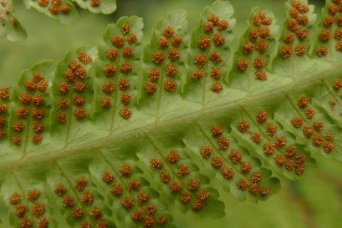 The underside of a fern frond with orange spore spots in patterns covering it.