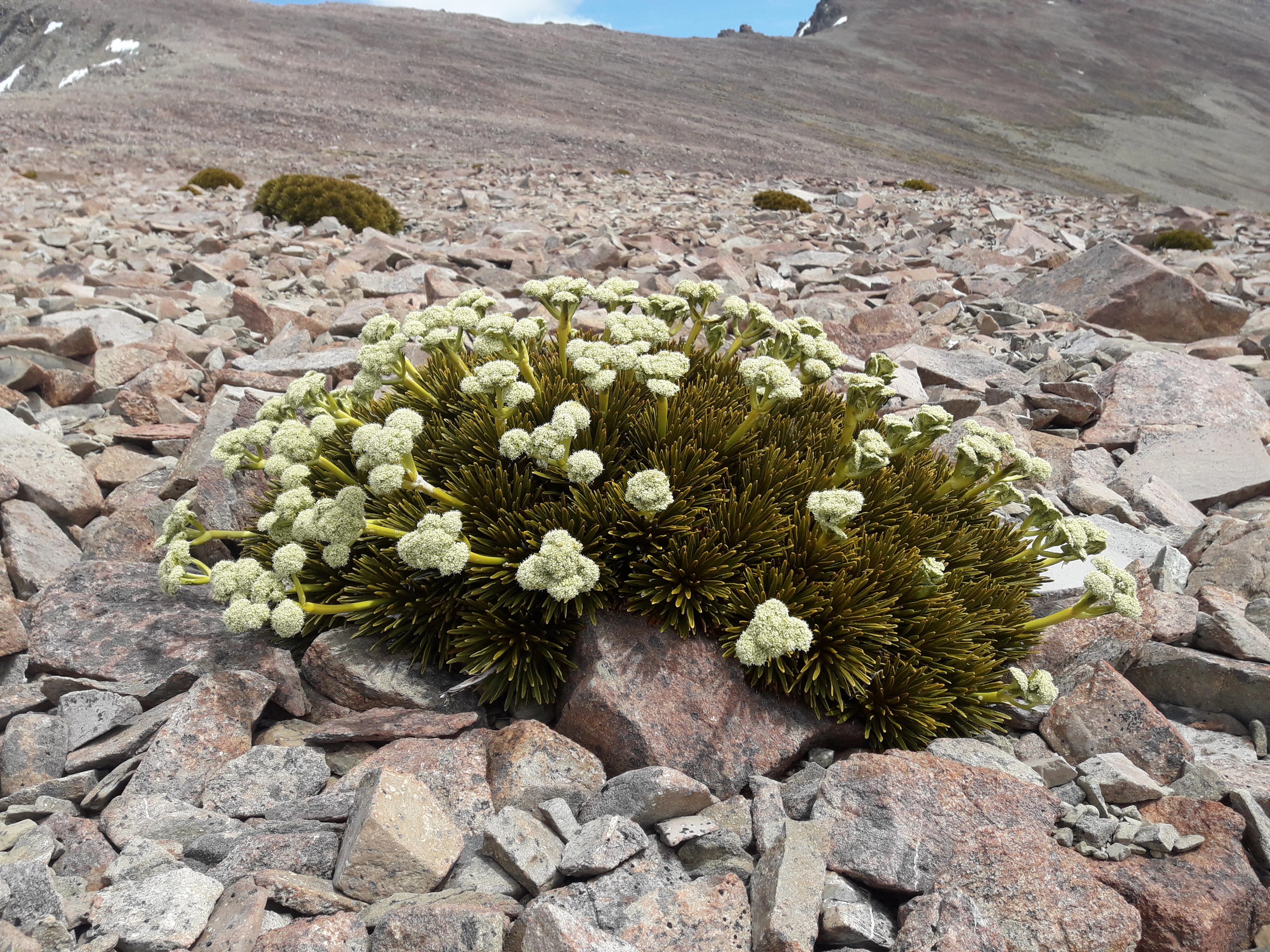 A spiky shrub on a rocky hillside. It has clumps of white flowers that look like cauliflowers.