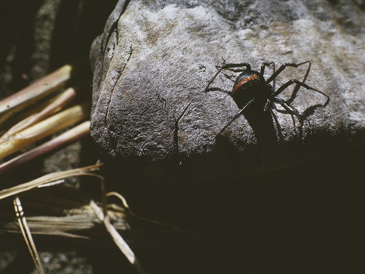 Katipō spider, by Richard Sharell, date unknown, colour transparency. Gift of Mrs L. Sharell, 1987. © The Estate of Richard Sharell. Te Papa (CT.060838) A katipō spider on a rock