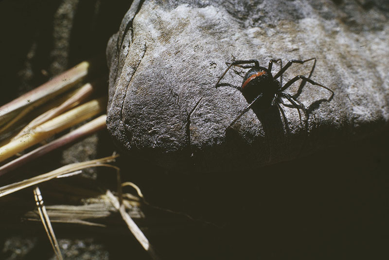 A katipō spider on a rock