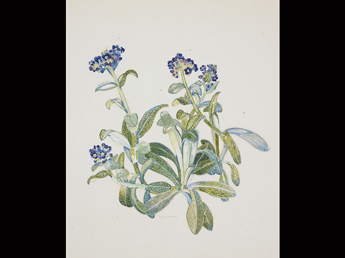 Boraginaceae - Myosotis capitata, by Nancy Adams. Purchased 2007. CC BY-NC-ND 4.0. Te Papa (CA000888/043/0149) Watercolour painting of blue flowers on green stems