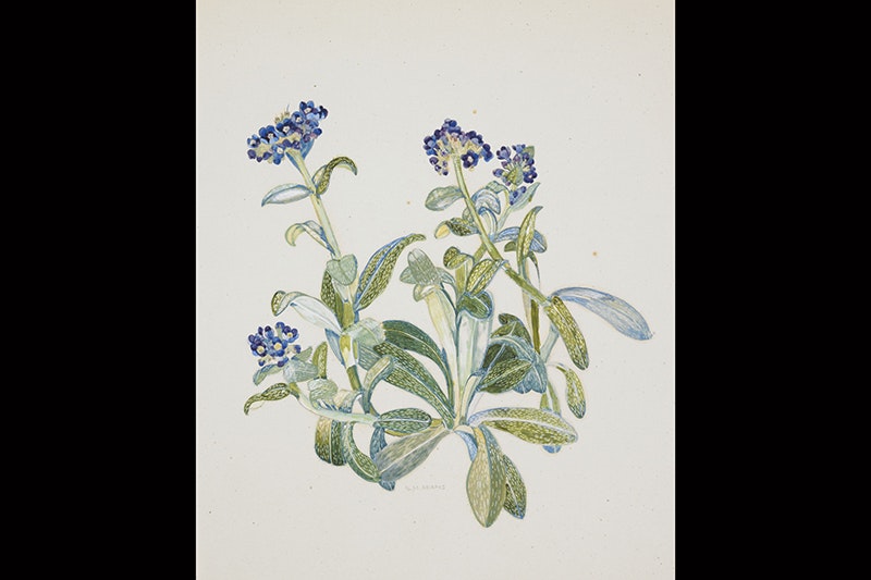 Watercolour painting of blue flowers on green stems