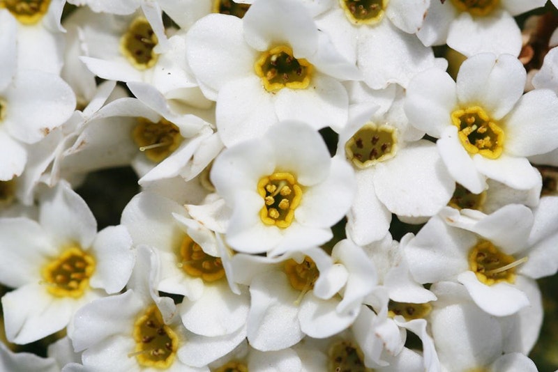 A close up of a clump of white flowers