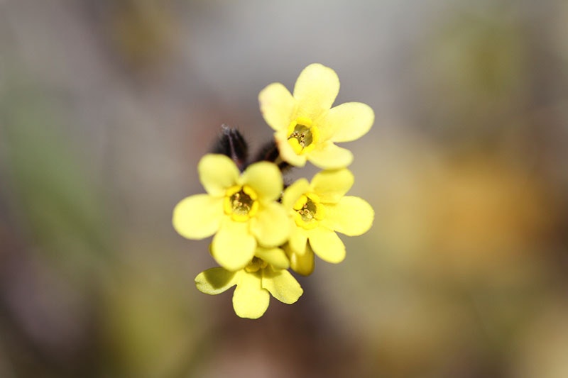 Yellow five-petalled flowers
