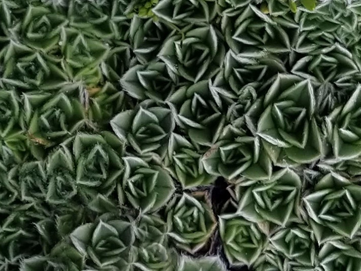 Myosotis pulvinaris Hook.f., collected 24 January 2021, Treble Cone Ski Field, not far from top of ski lift and above 4WD road (30m away from SP111273 site)., New Zealand. Field Collection, 2020--2021. CC BY 4.0. Te Papa (SP111274) Green closely leaves all in small repeating patterns.