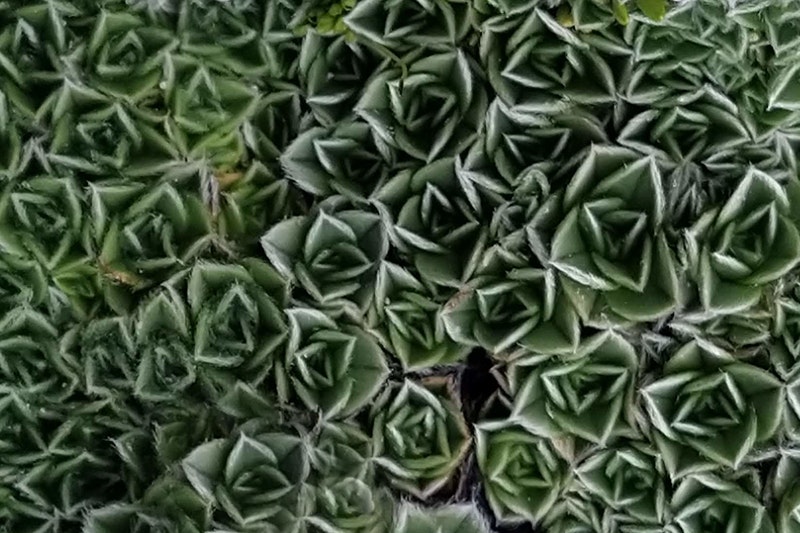 Green closely leaves all in small repeating patterns.