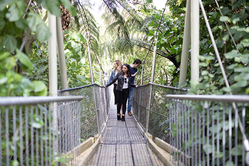 People walking on swing bridge surrounded by native bush.