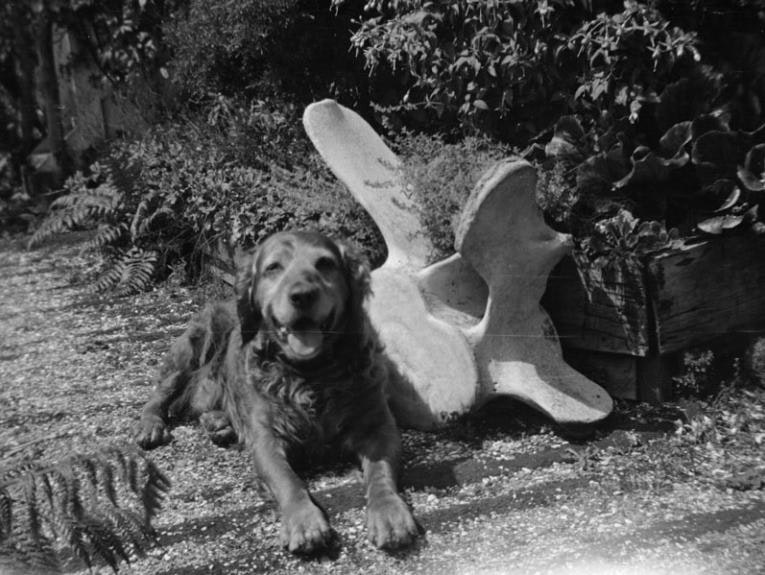 A golden retriever dog sits next to a huge whale bone
