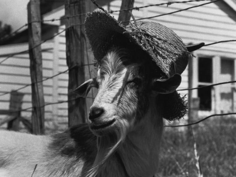 A goat wearing a straw hat