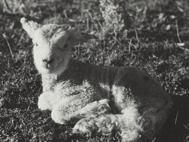 A tiny lamb in the grass