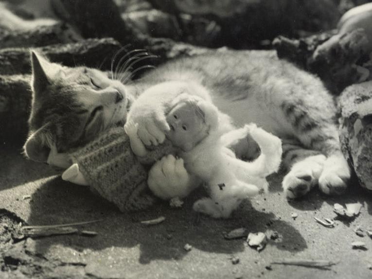 A cat cuddles with a doll