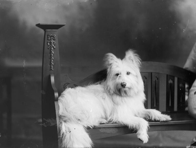 A white fluffy dog on an ornate chair